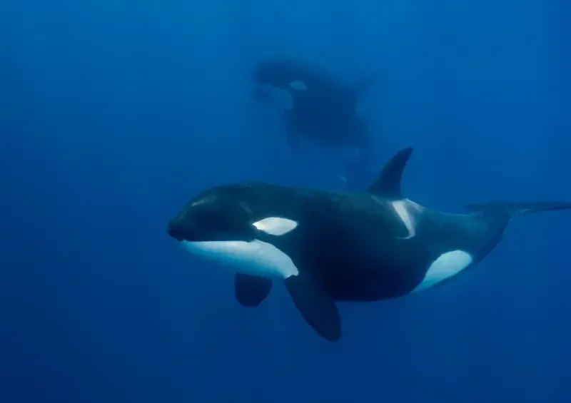 La guerra entre orcas y tiburones blancos que cambia el ecosistema marino