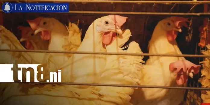 Nicaragua fortalece su producción avícola y se mantiene libre de influenza aviar