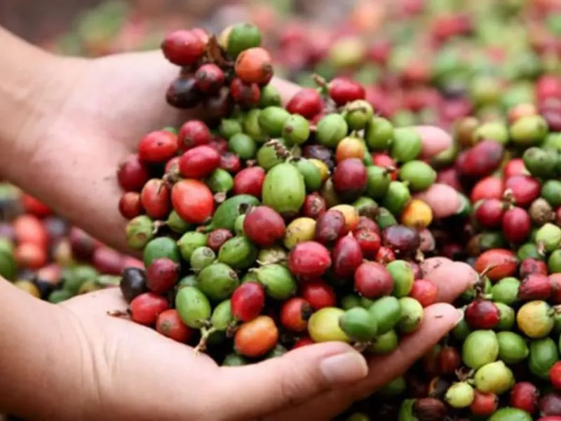 Ejército lanzará plan para proteger cosecha cafetalera 2026-2027 en Jinotega