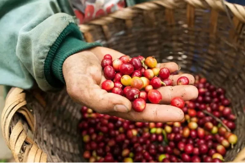 Café asegura nuevos contratos de exportación para la cosecha 2026-2027