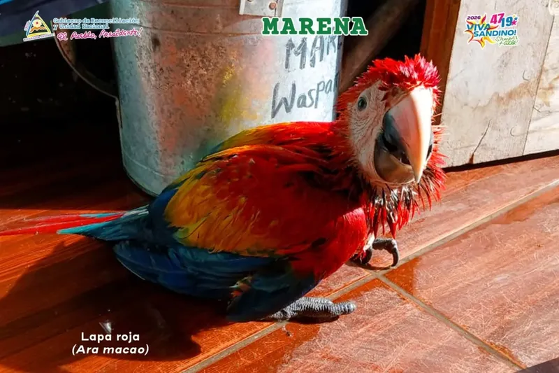 MARENA retiene dos lapas rojas transportadas ilegalmente en Waspam