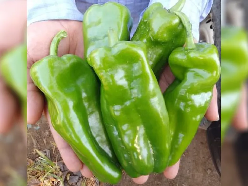 Producción de chiltoma en septiembre 2026