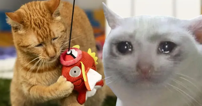 Los estafadores tampoco respetan a los gatos, pues acaparan un juguete para mascotas temático de Pokémon y lo revenden a precios exorbitantes