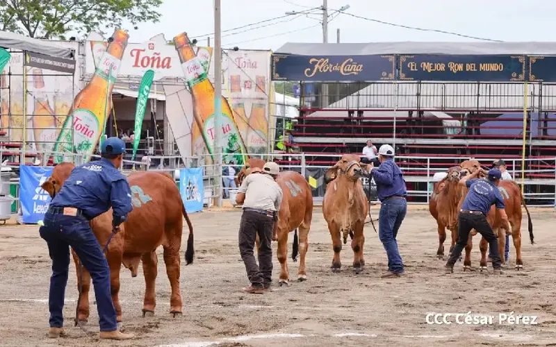 Feria Ganadera Internacional 2026 dinamiza la economía y el entretenimiento familiar