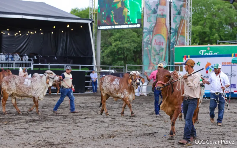 Feria Ganadera Agostina Internacional Managua 2026 proyecta el potencial genético y productivo de la ganadería nicaragüense