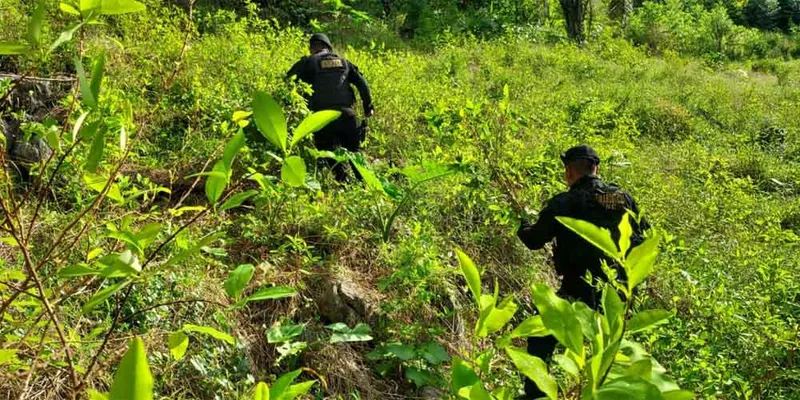 Erradican más de 14 mil arbustos de coca en Petén, Guatemala