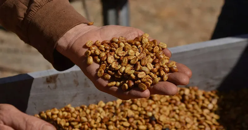 El Niño obliga a la caficultura centroamericana a replantear su modelo de producción