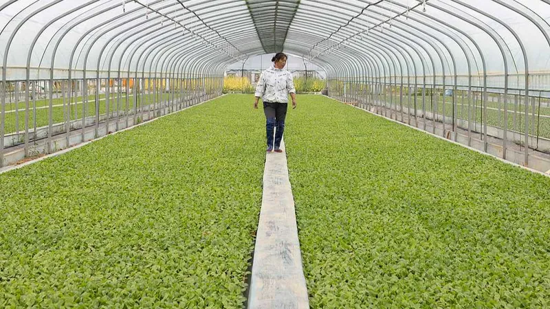 La "revolución de la col": cómo China está usando la ciencia para alimentar a 1.400 millones de personas