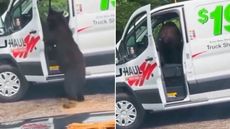 VIDEO: Captan a un oso en pleno saqueo de una furgoneta