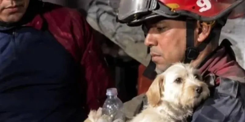 Brigadas de protección animal rescatan mascotas tras sismos en Venezuela