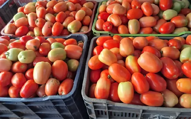 Nicaragua proyecta producción de más de 209 mil quintales de tomate en agosto