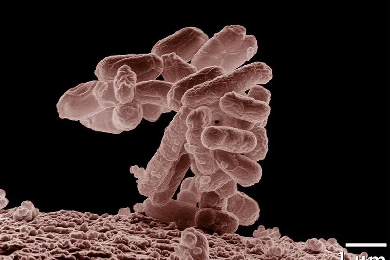 La IA ha creado un virus que la naturaleza no había creado antes. Son (sobre todo) buenas noticias