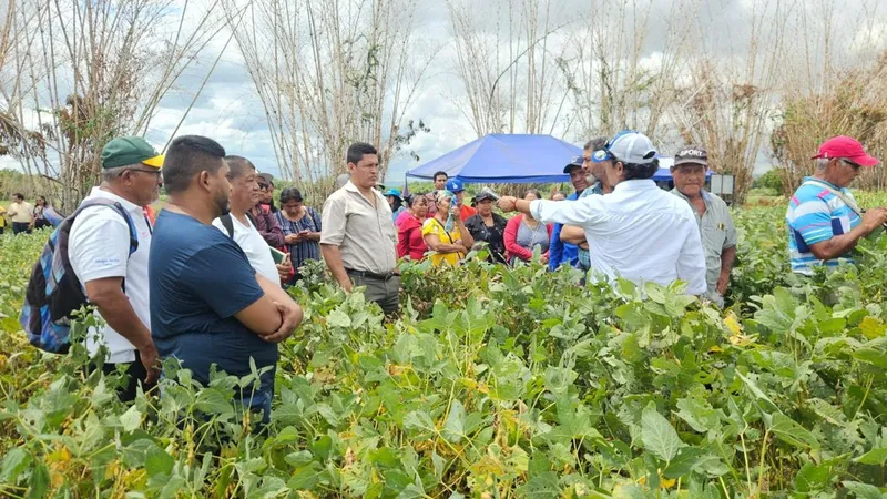 Nicaragua impulsa la productividad de soya con nuevas variedades mejoradas