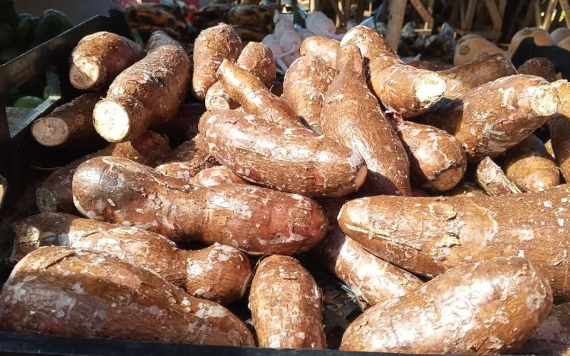 Producción de yuca registra más de 204 mil quintales