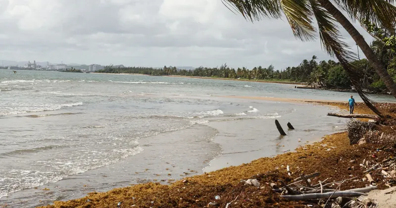 México invertirá US$115 millones para combatir la llegada récord de sargazo en el Caribe