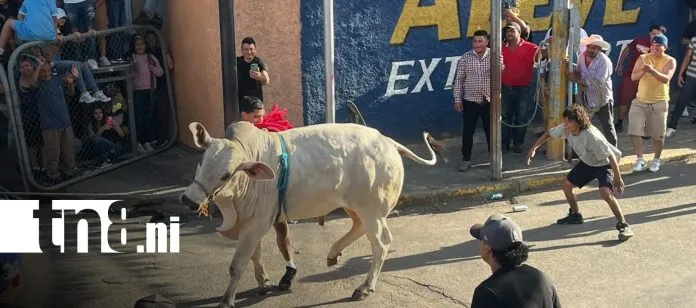 Fiesta de las Vacas Culonas llena de fe, tradición y alegría las calles de...