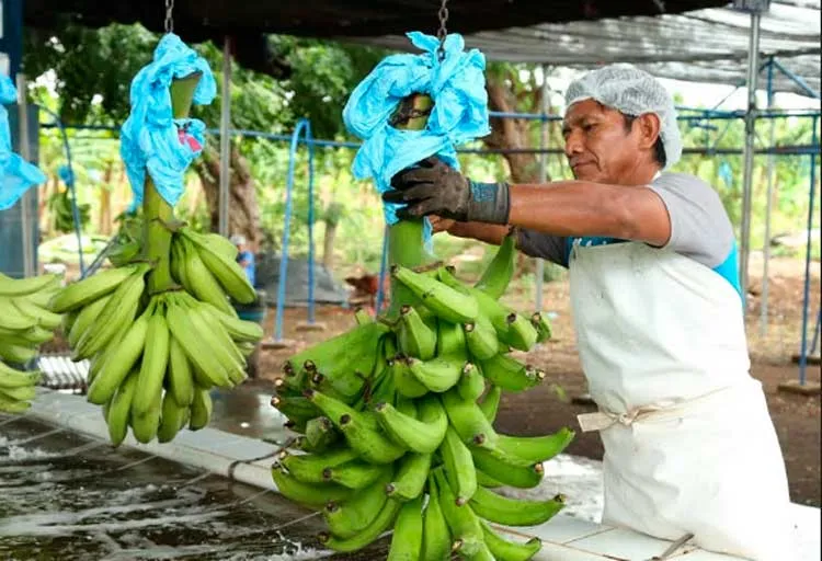 Nicaragua mejora productividad de Plátanos