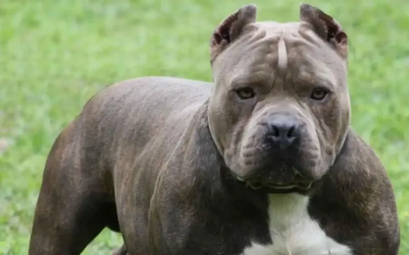 Niño de 7 sufre graves heridas a causa de perro pitbull en Isla de Ometepe