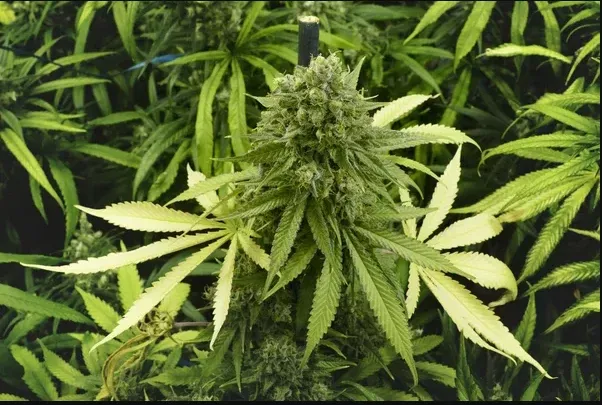 Cae sujeto con más de 500 plantas de marihuana en Wiwilí, Jinotega