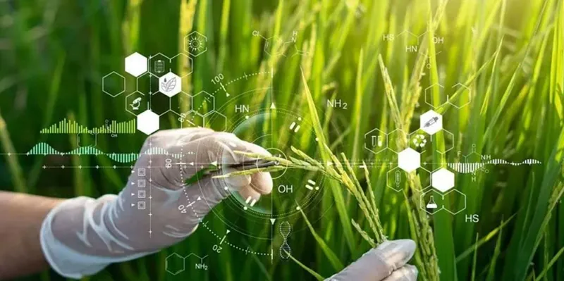 China rompe un récord científico con un arroz híbrido casi perfecto
