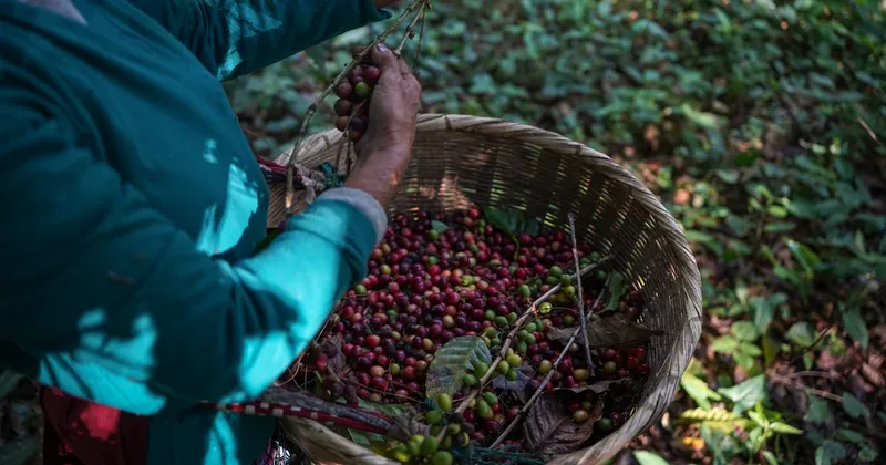 El Niño amenaza los precios de los alimentos, del café al cacao: ¿cuánto pueden subir?