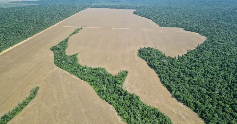 Deforestación en la Amazonía brasileña cae 37% y apunta a su nivel más bajo desde 1988