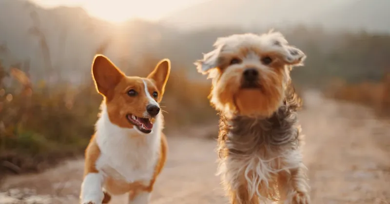 Los ultrarricos pagan hasta US$800 al día por niñeras para sus perros