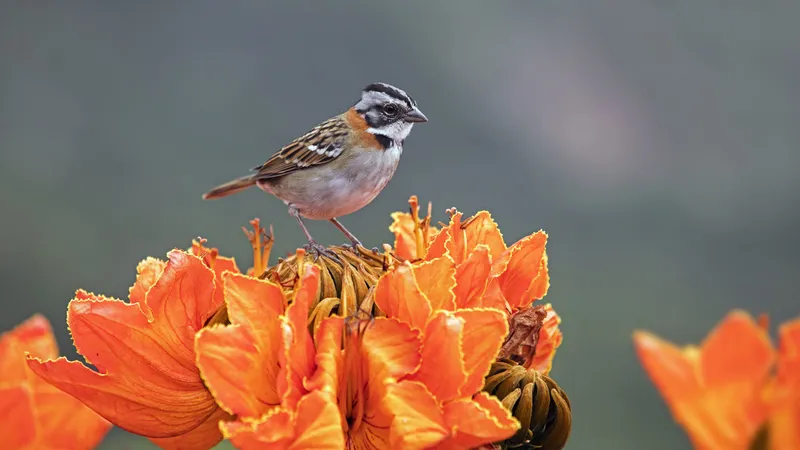 Científicos argentinos enseñan a los pájaros a cantar una canción olvidada hace décadas