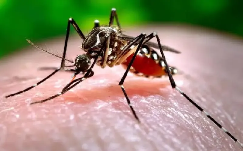 Comportamiento del dengue en Centroamérica