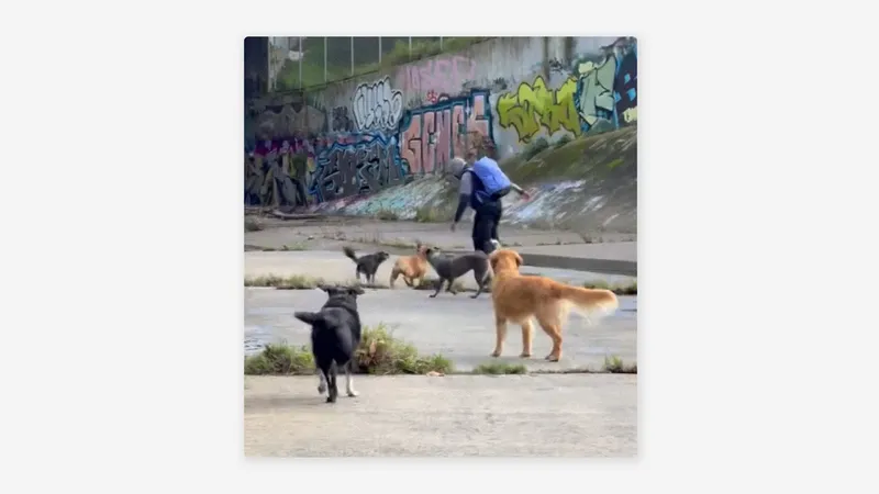 Perros frustran intento de agresión