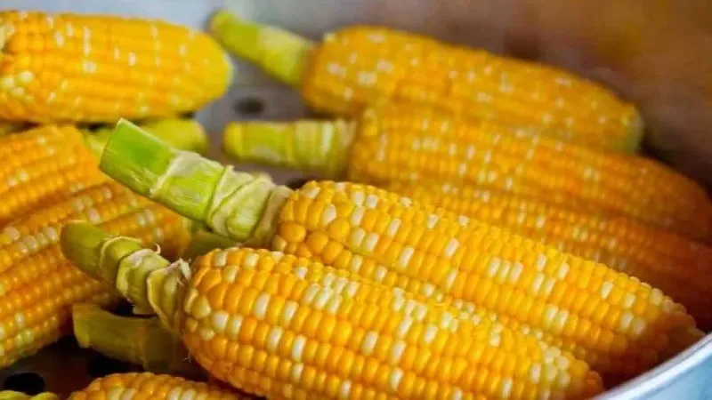 Fedeagro expresa preocupación por el precio del maíz