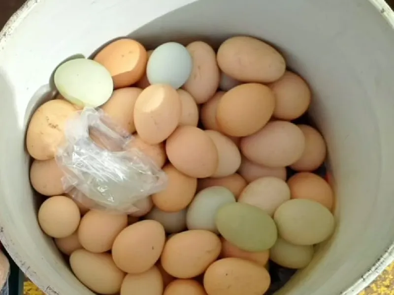 Producimos huevos en finca
