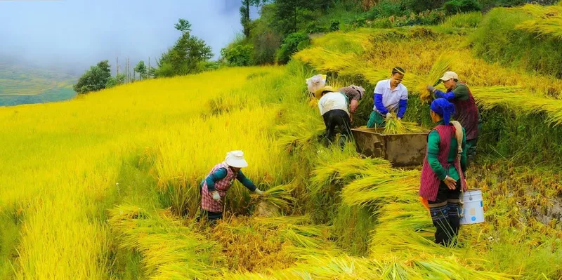 China acelera la transformación del campo bajo liderazgo de Xi Jinping