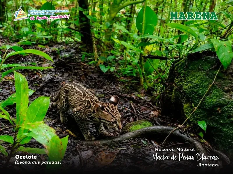 Liberan ocelote juvenil en reserva de Jinotega tras rescate policial