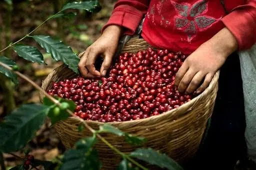Jinotega acogerá este sábado el lanzamiento del Plan de Seguridad de la Cosecha Cafetalera 2026-2027