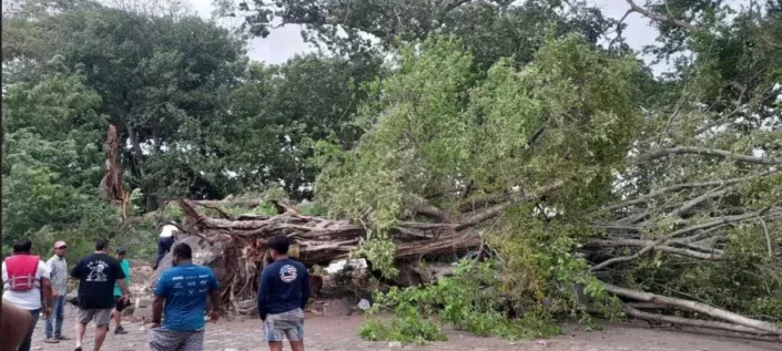 Lluvia y fuerte viento derriba árbol sobre un microbús en el Centro Turístico de Granada
