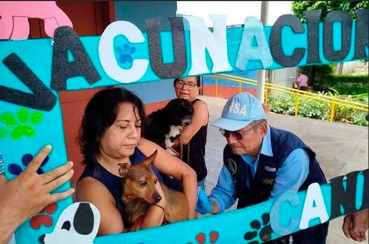 Minsa emprenderá Campaña de Vacunación Antirrábica Canina