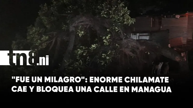 Árbol de chilamate colapsa y obstruye una calle en el barrio Reparto Shick de...