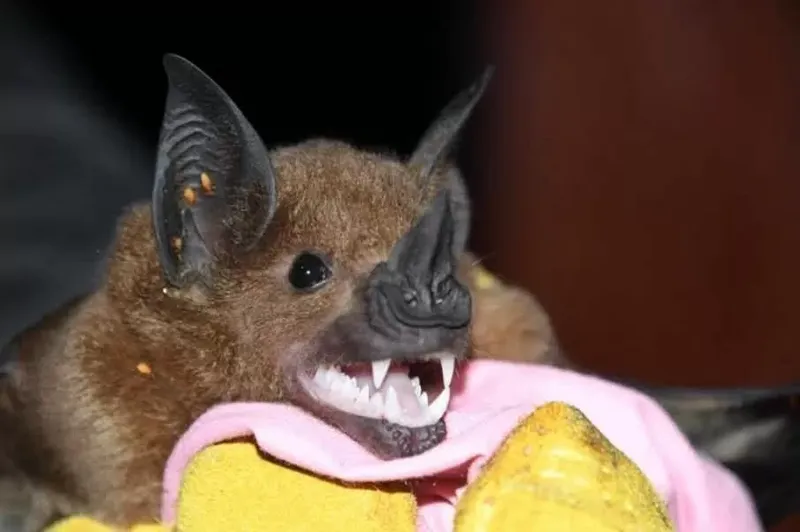 MARENA captura 20 murciélagos en Los Guatuzos para proteger especies