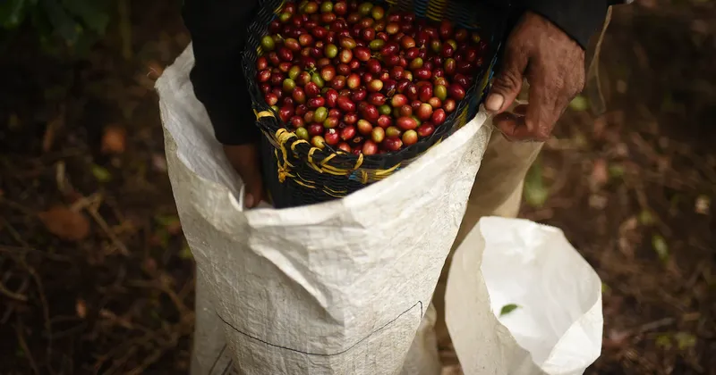 Café arábica registra su mayor alza desde 2022 por temores sobre la oferta de Brasil