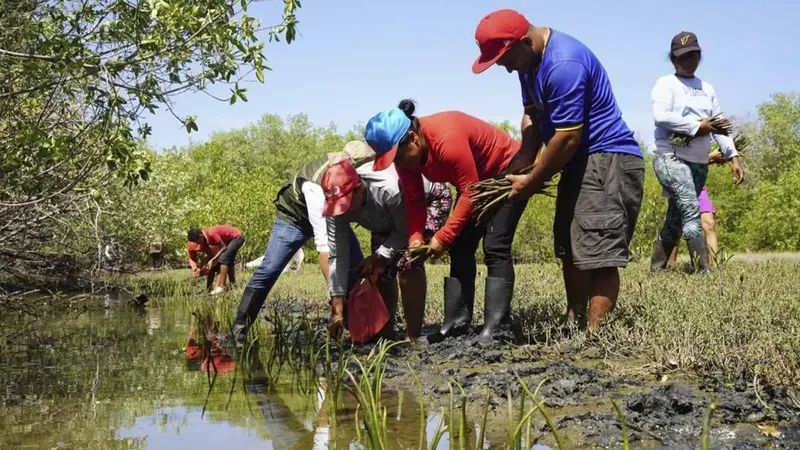 Siembra de mangle rojo contribuye a la protección de las costas y la biodiversidad en Nicaragua