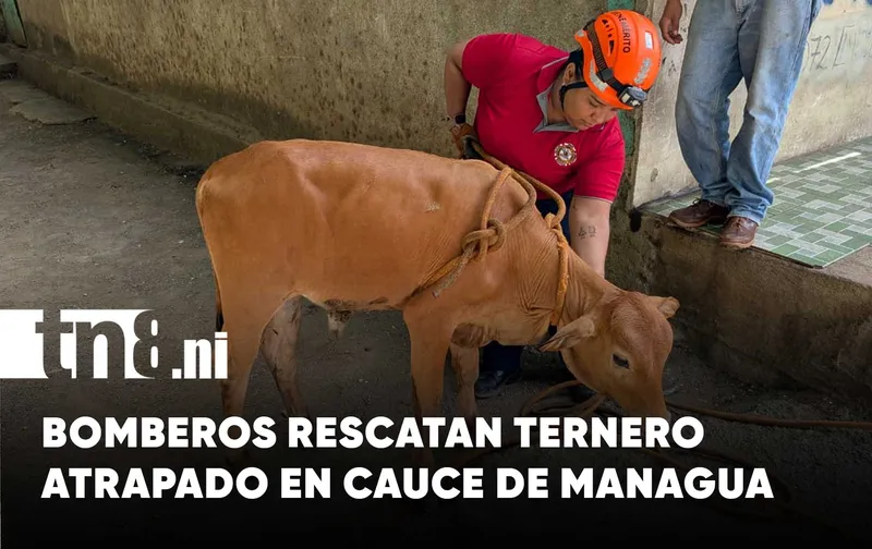 Bomberos rescatan a ternero que cayó en profundo cauce en Managua