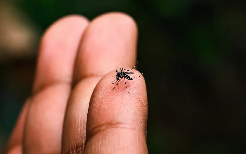 Nicaragua mantiene atención responsable ante incremento estacional del dengue