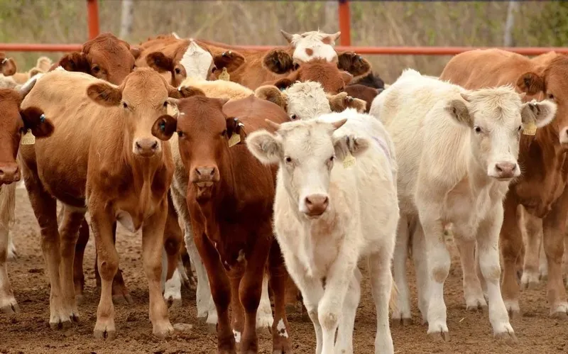 México busca contrarrestar impacto del gusano barrenador con más exportaciones de carne a EU