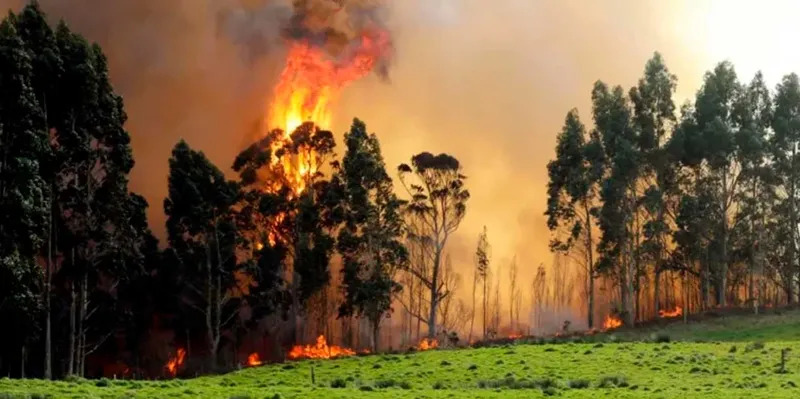 Serbia en alerta máxima: el fuego arrasa miles de hectáreas