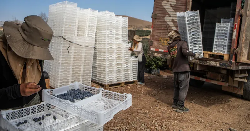 Economía de Perú se desacelera inesperadamente por el golpe de la pesca y la agricultura