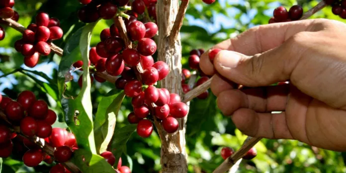 Cosecha de café 2026-2027 generará casi medio millón de empleos en Nicaragua