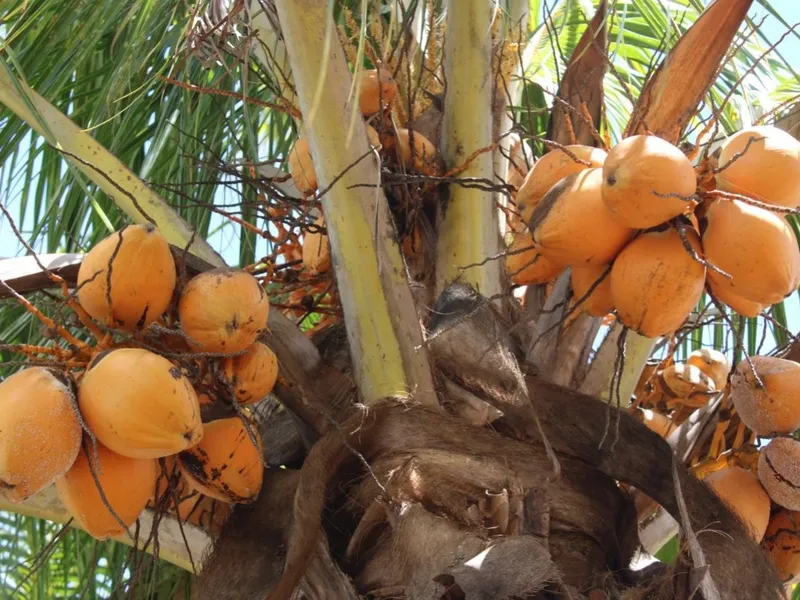 Producción de Coco a Julio 2026