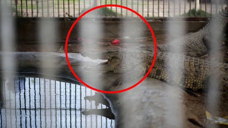 ¡Pánico en el zoológico! Hombre LANZA a niño de tres años a una jaula de cocodrilos
