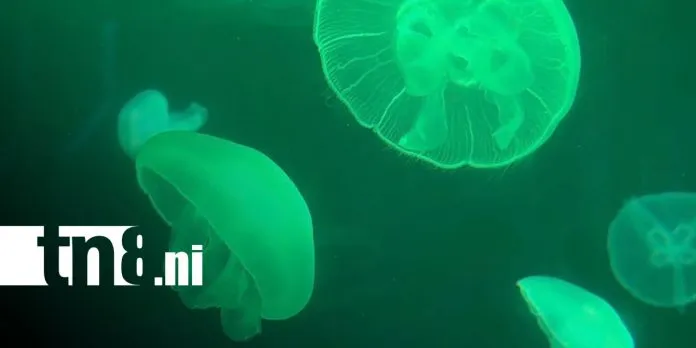 Así es el impresionante Acuario de Beijing que cautiva a miles de visitantes